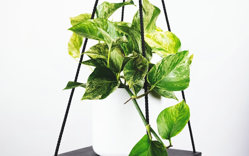 历届世界杯冠军球队捧起大力神杯的荣耀时刻合集